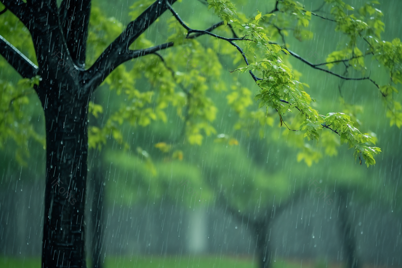 白天春雨中的植物高清特写摄影图,高清,摄影图,摄影图片,图片大全,摄影图免费下载